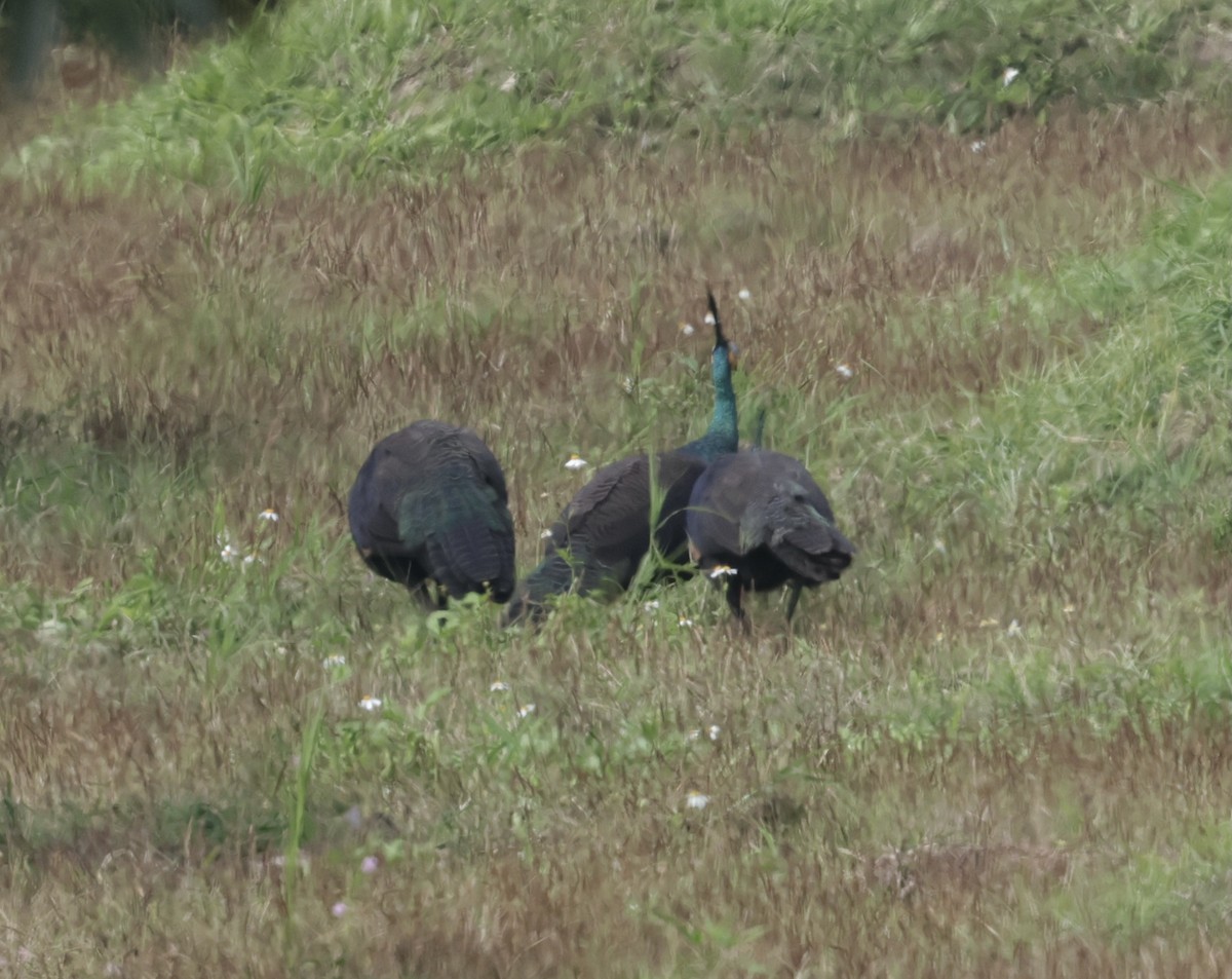 páv zelený - ML646424651