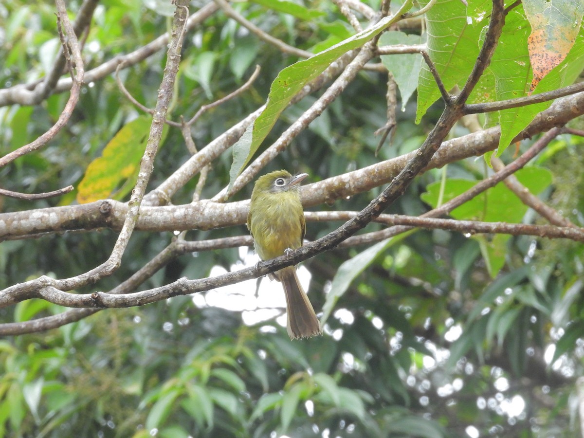 Eye-ringed Flatbill - ML646424652
