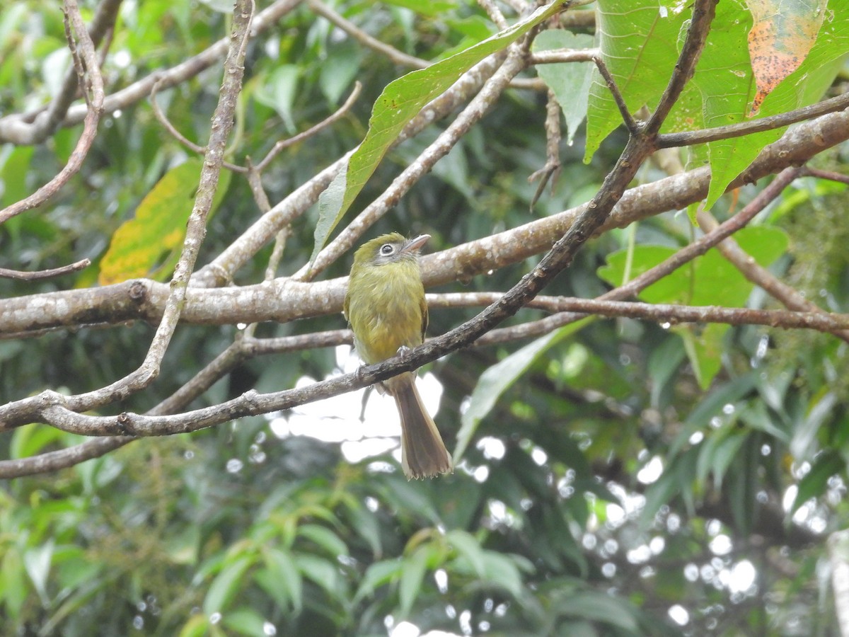 Eye-ringed Flatbill - ML646424653