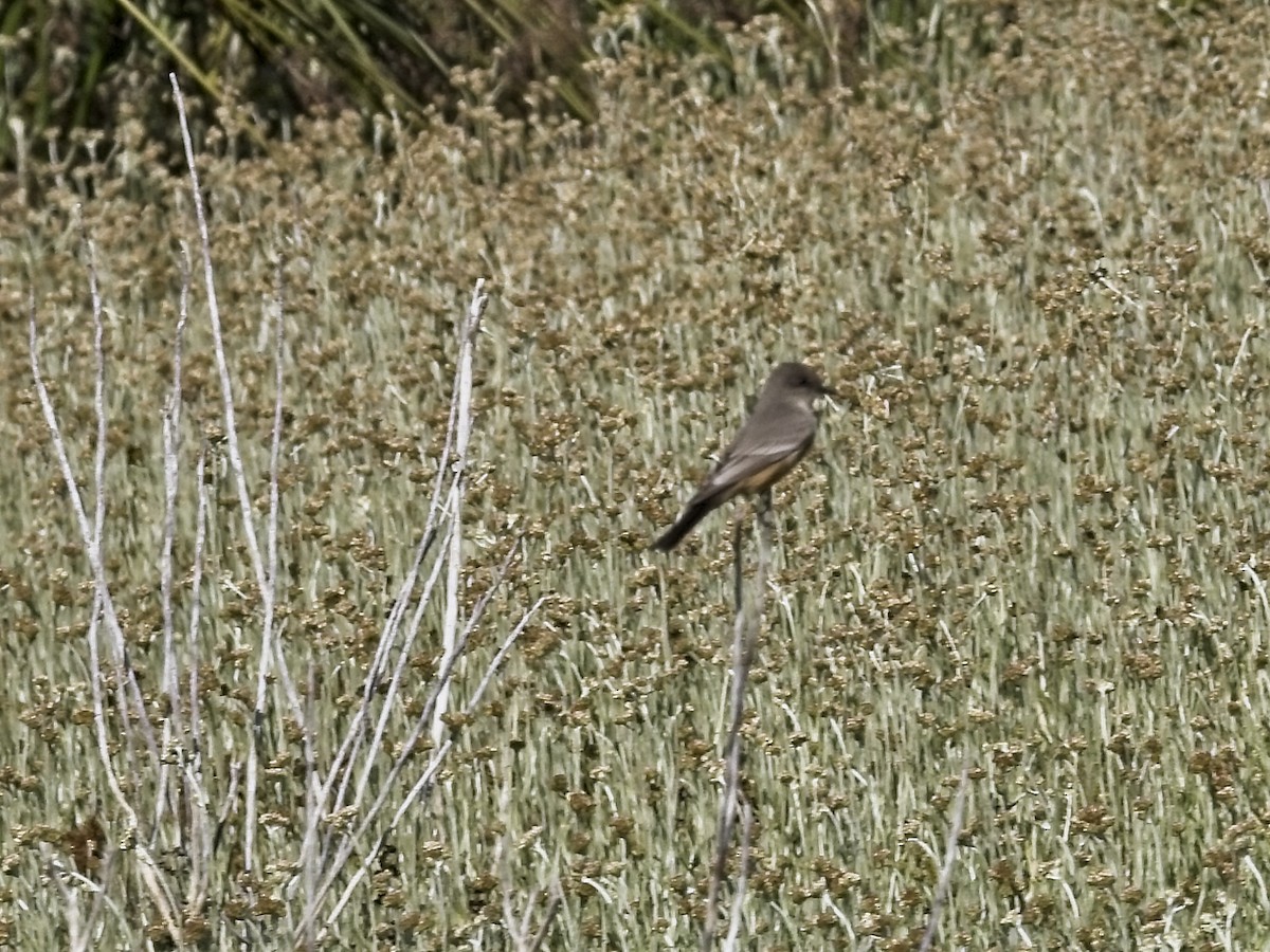 Say's Phoebe - ML646424655