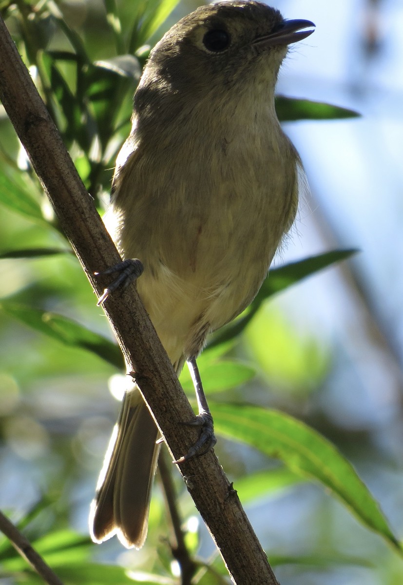 Hutton's Vireo - ML646424656