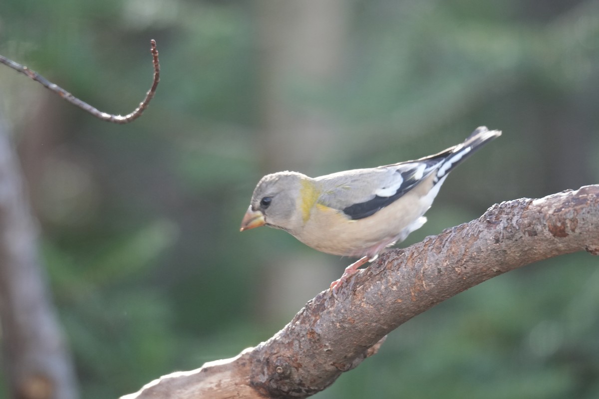Evening Grosbeak - ML646424657