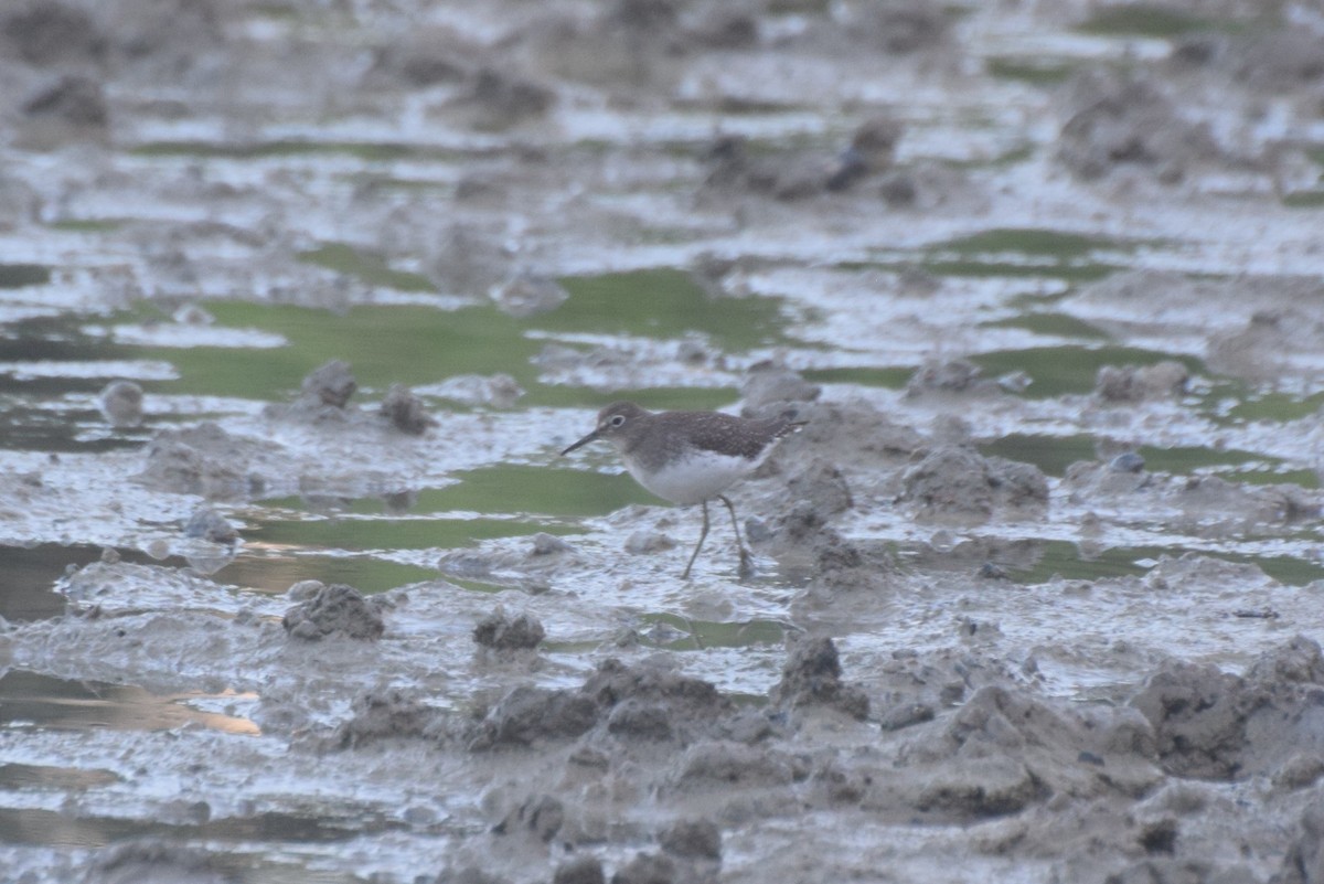 Solitary Sandpiper - ML646424658