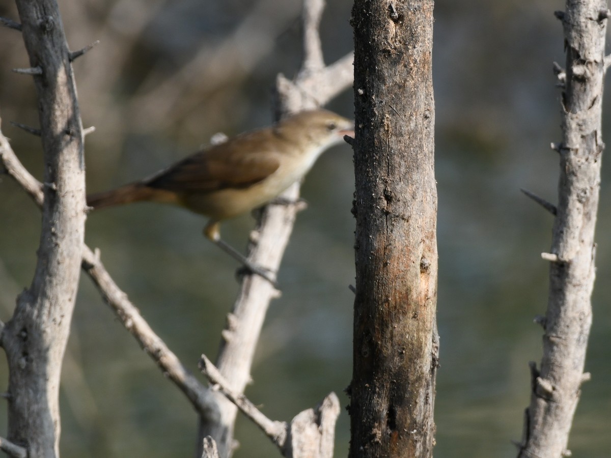 Clamorous Reed Warbler - ML646424659