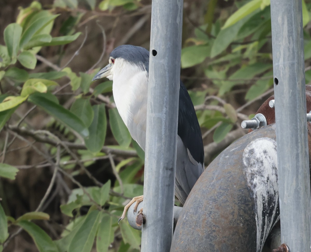 kvakoš noční - ML646424660