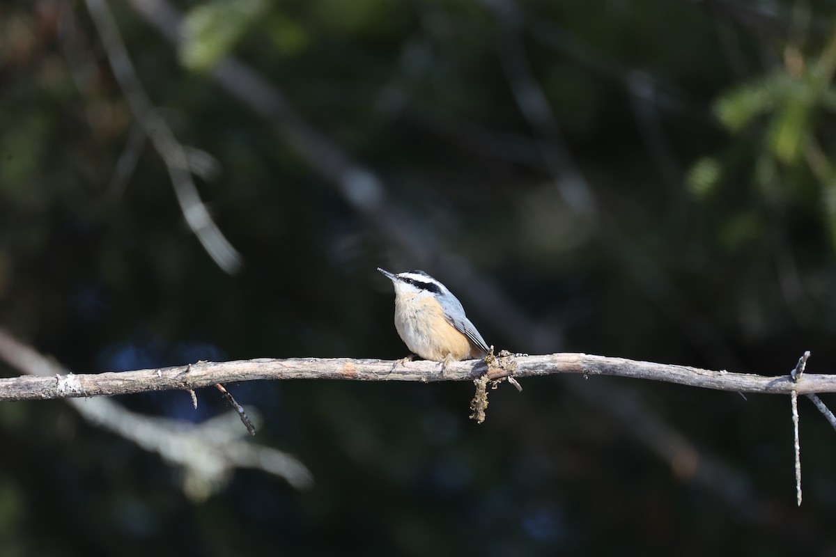 Red-breasted Nuthatch - ML646424661