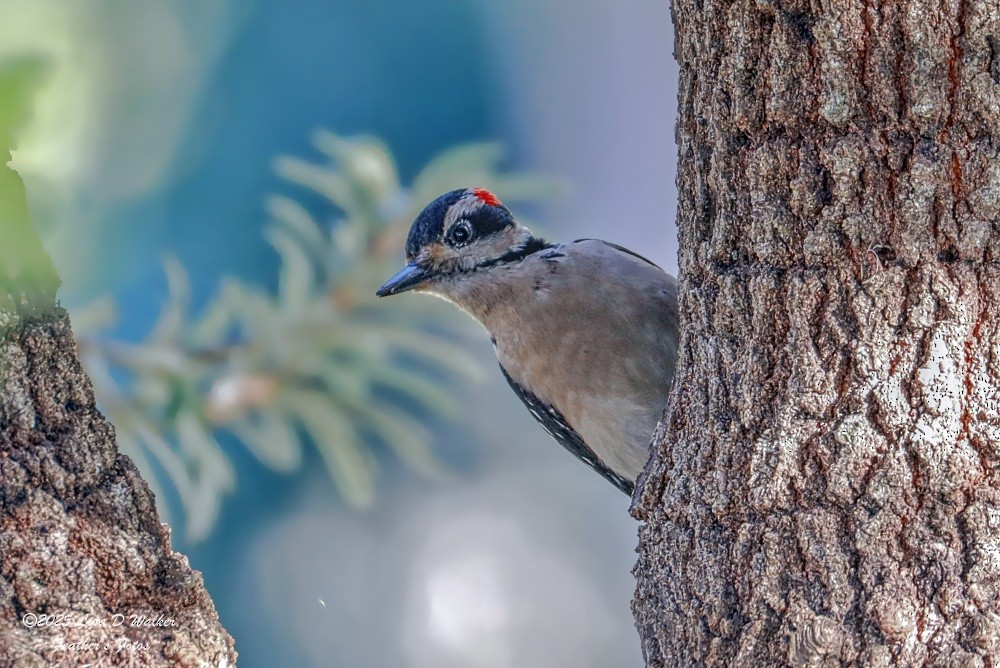 hårspett - ML646424662