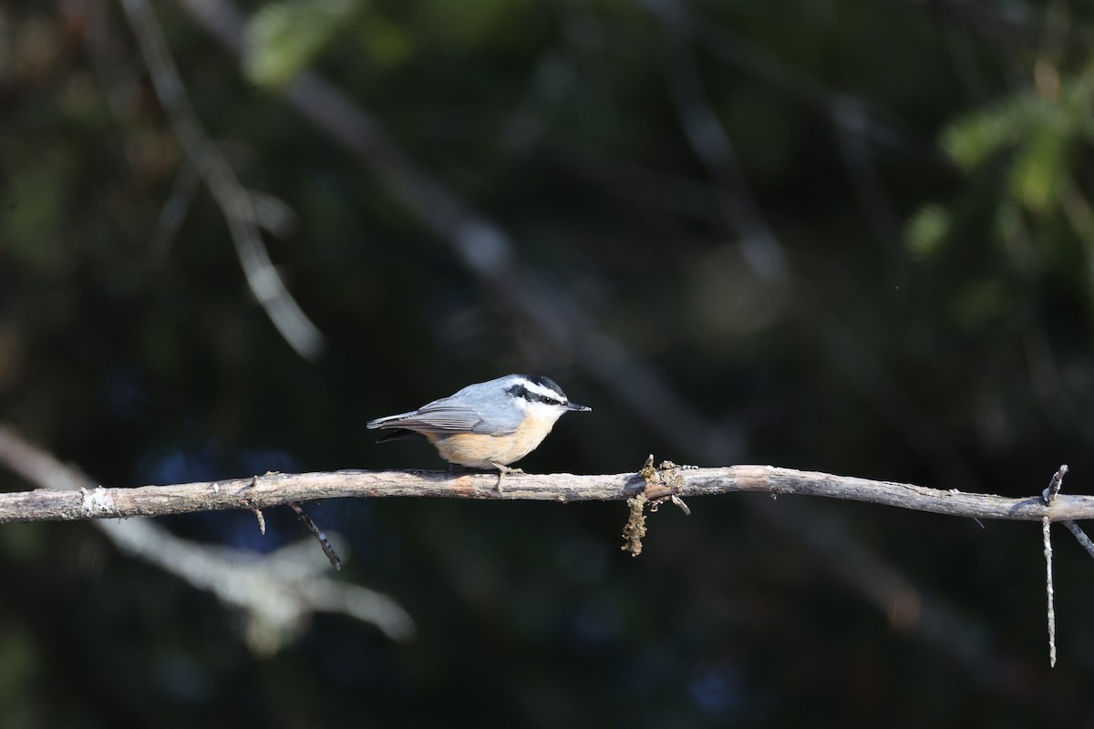 Red-breasted Nuthatch - ML646424663