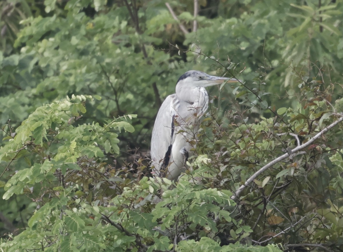 volavka popelavá - ML646424664