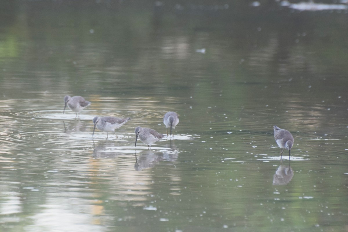 高蹺濱鷸 - ML646424665