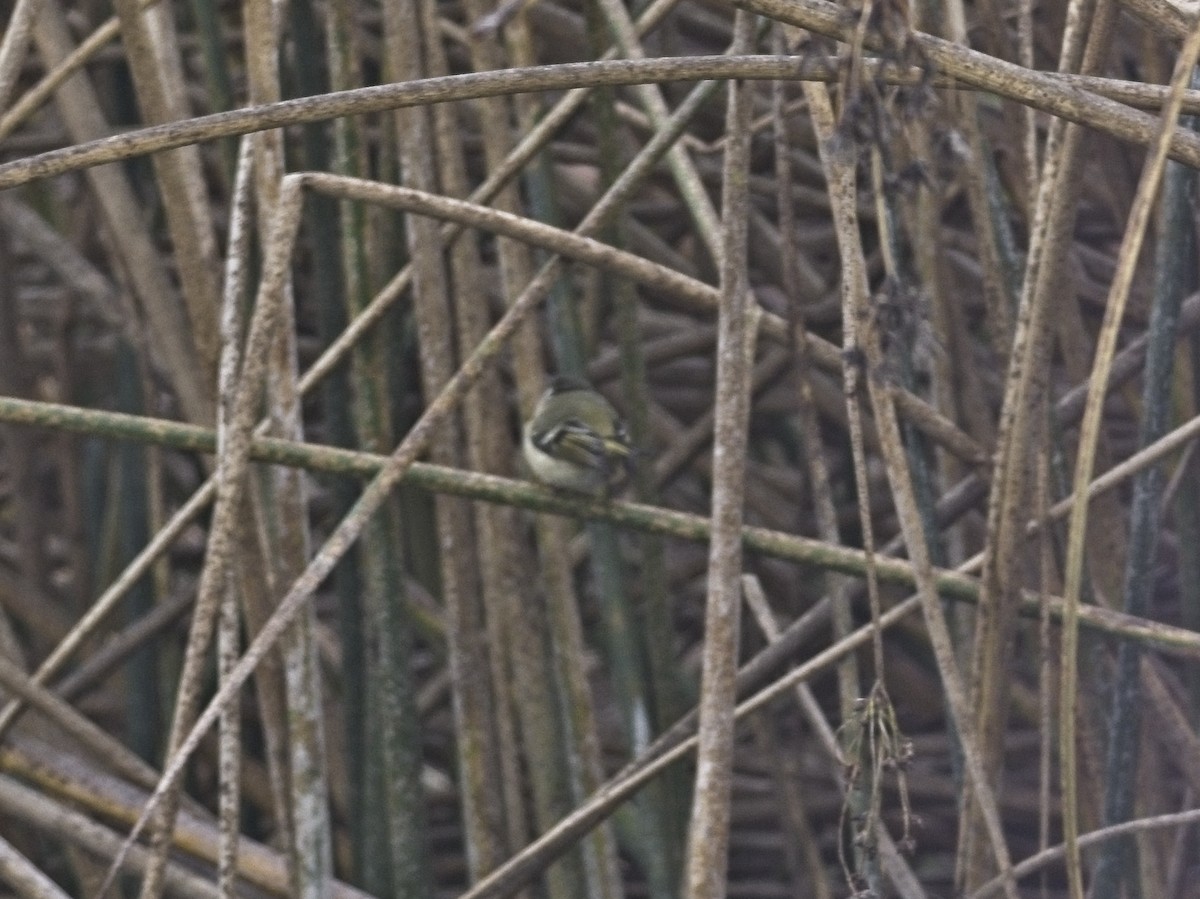 Ruby-crowned Kinglet - ML646424666