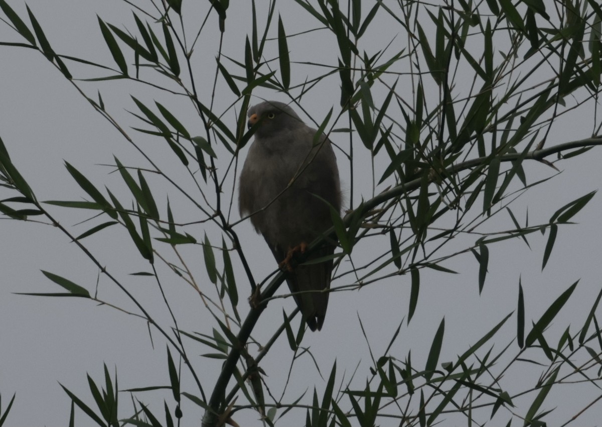 jestřábec světlebřichý - ML646424667