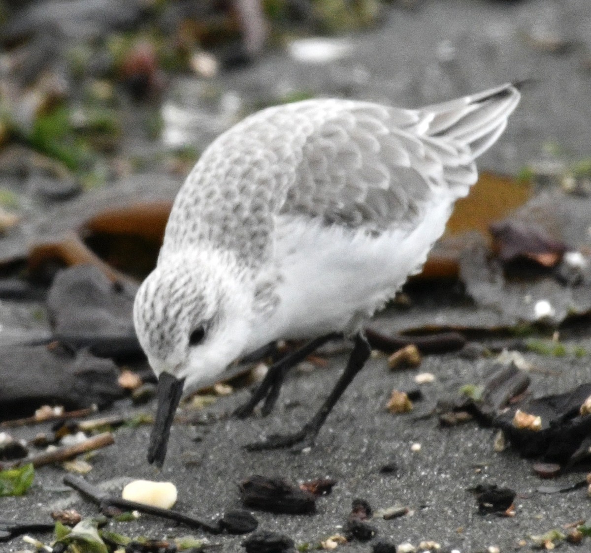 Sanderling - ML646424668