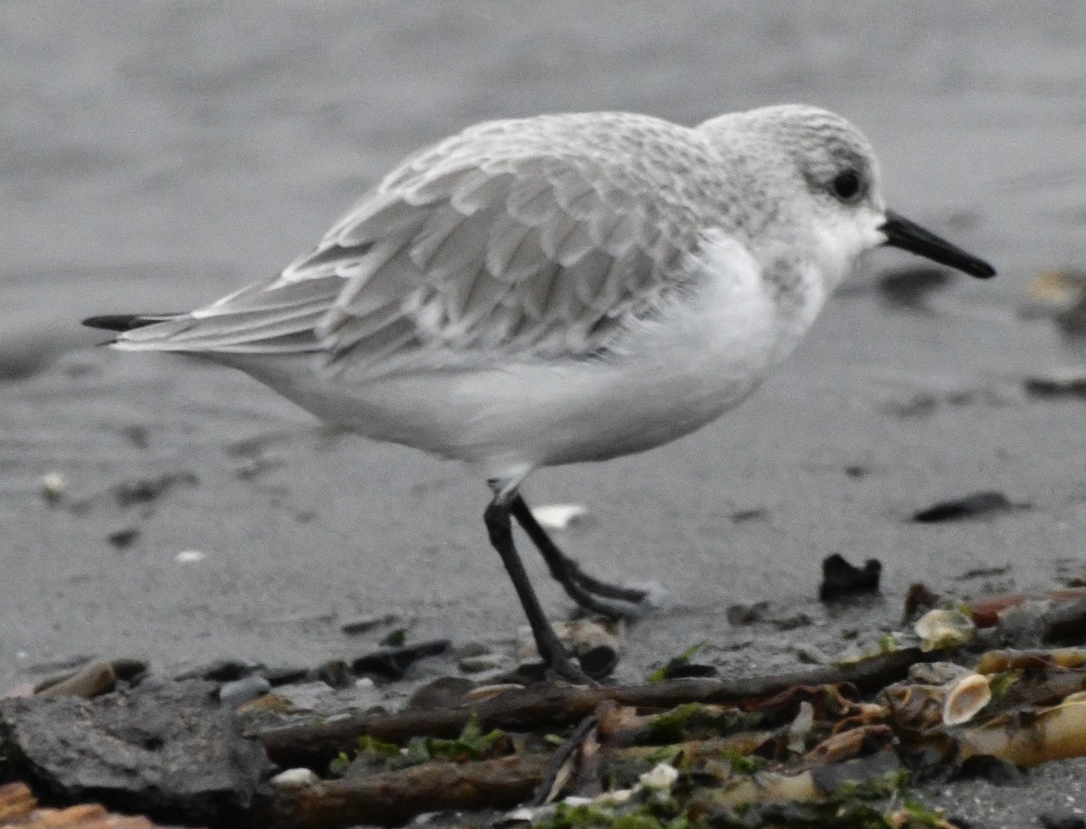 Sanderling - ML646424669