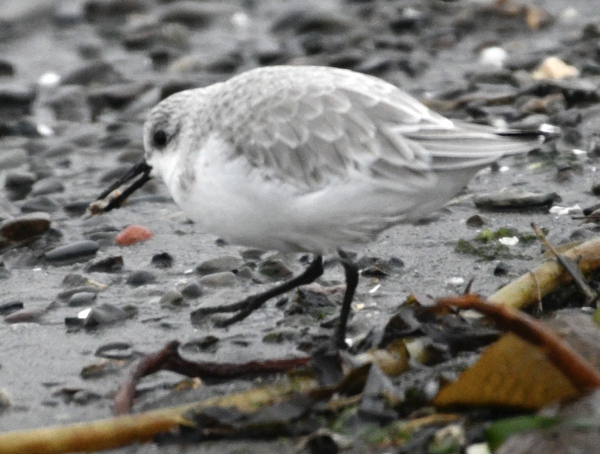 Sanderling - ML646424670