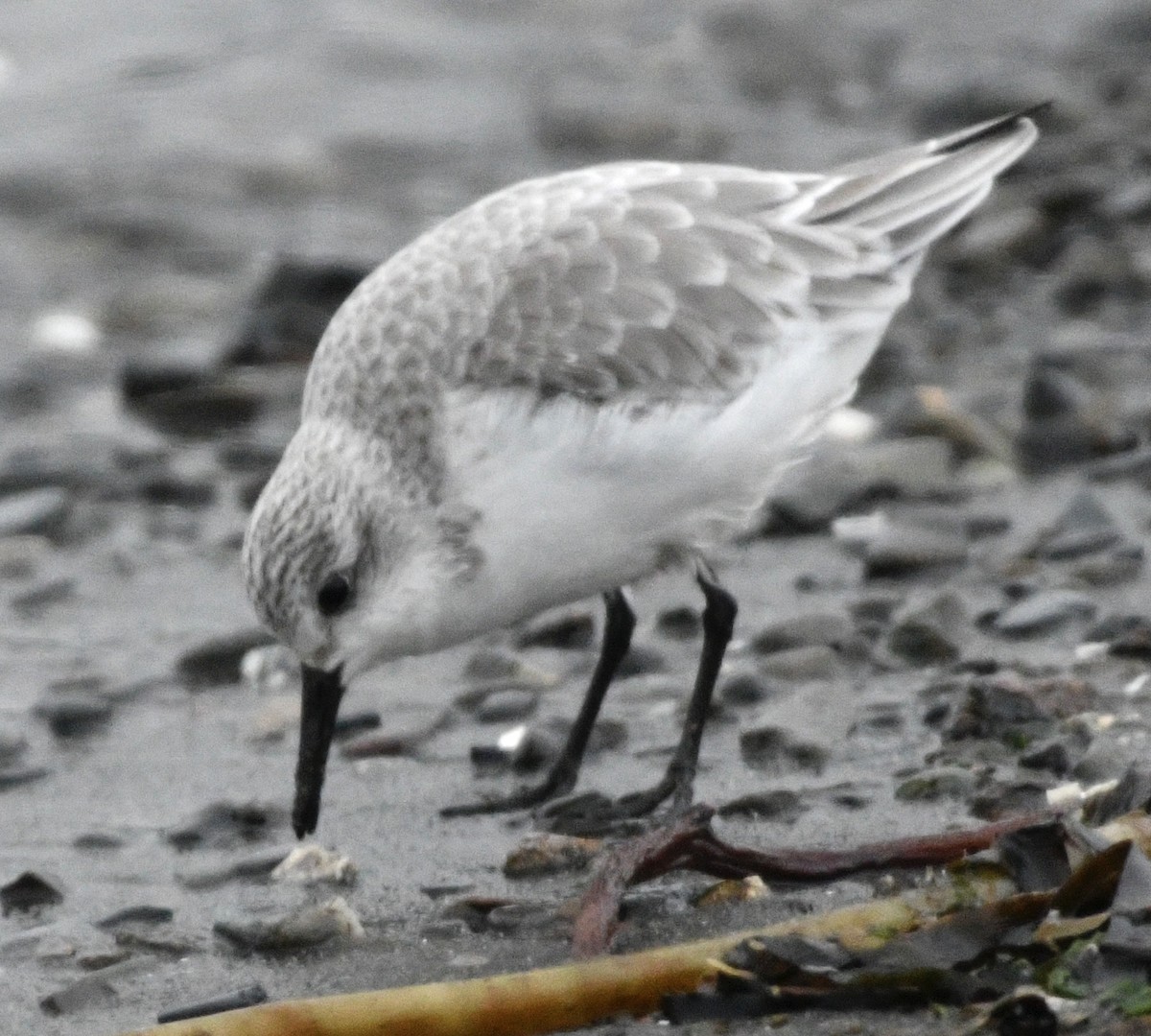 Sanderling - ML646424671