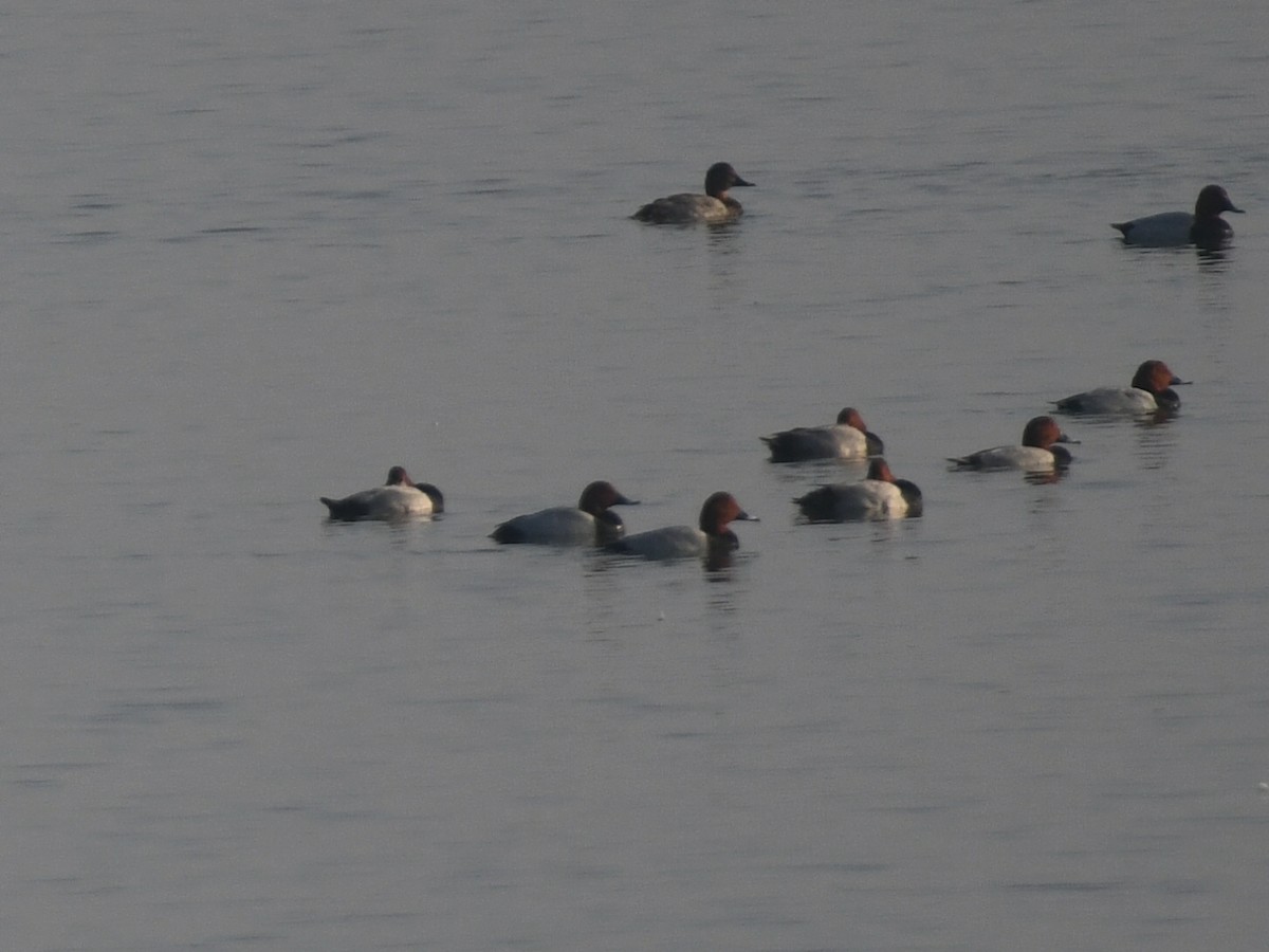 Common Pochard - ML646424672