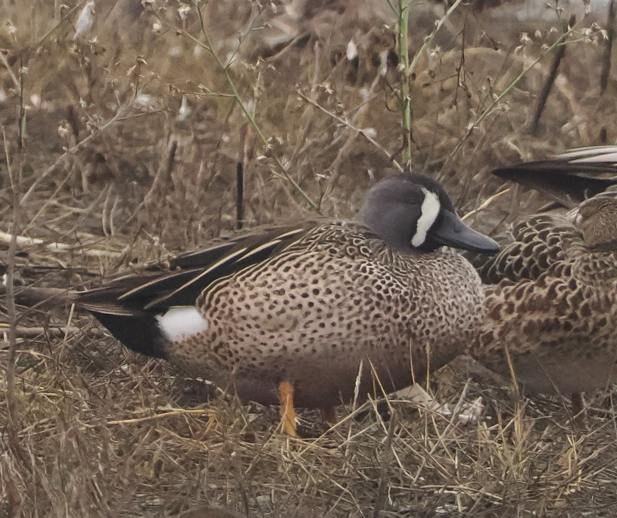 Blue-winged Teal - ML646424674