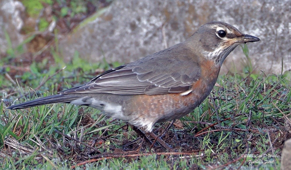 vandretrost - ML646424675