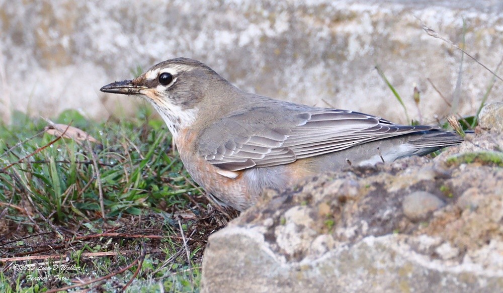 vandretrost - ML646424676