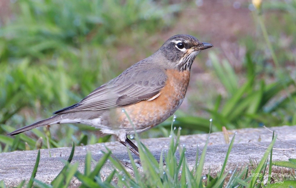 vandretrost - ML646424677