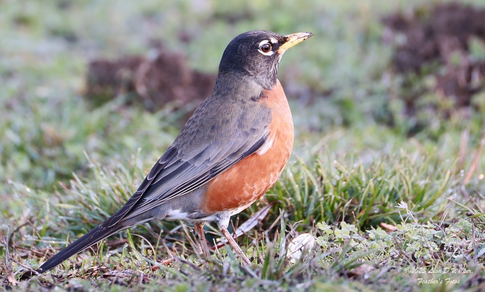 vandretrost - ML646424678