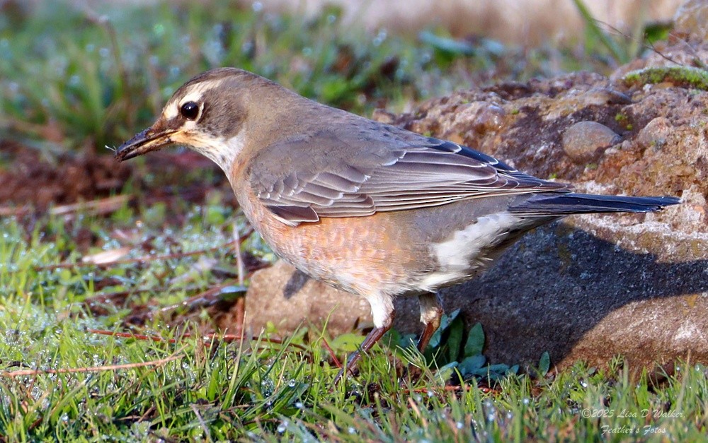 vandretrost - ML646424679