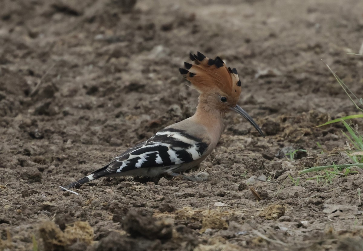 dudek chocholatý - ML646424682