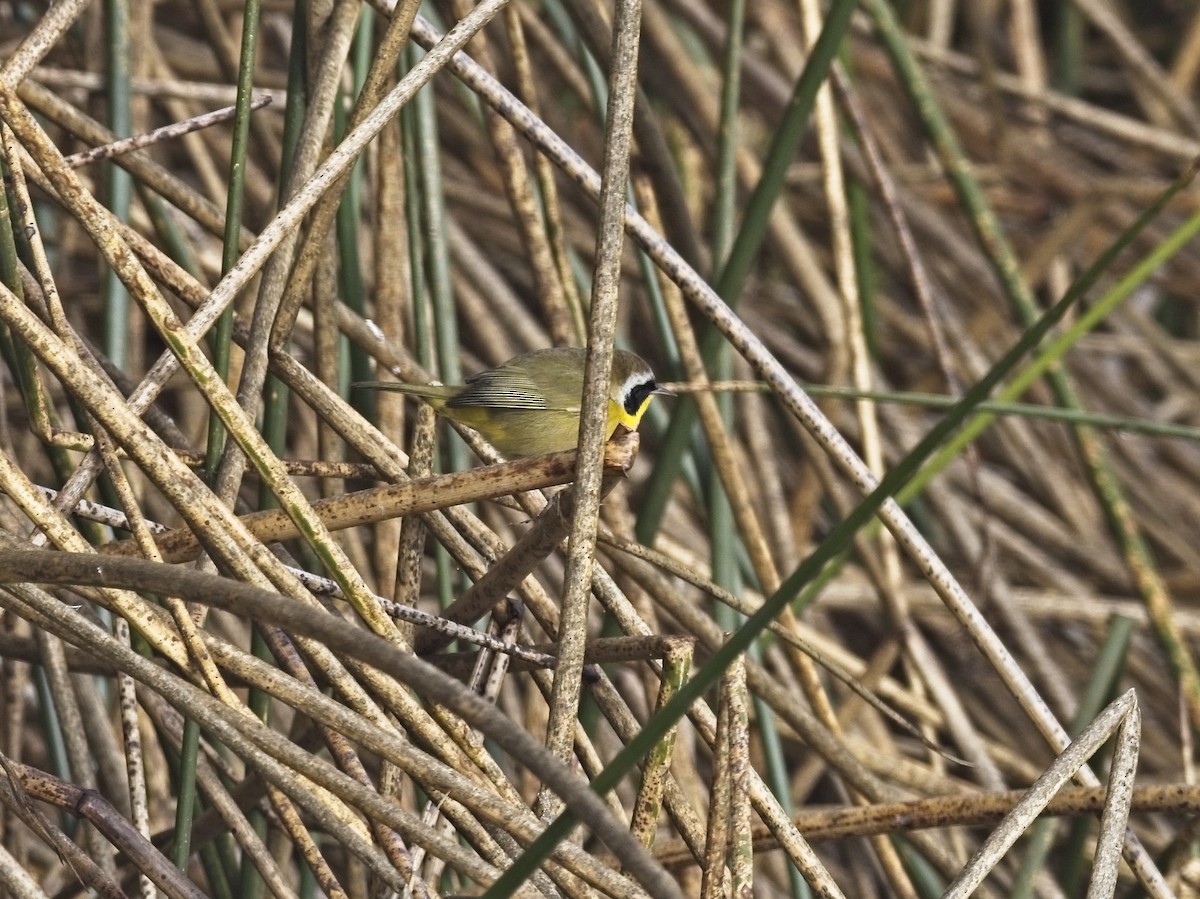 lesňáček žlutohrdlý - ML646424684