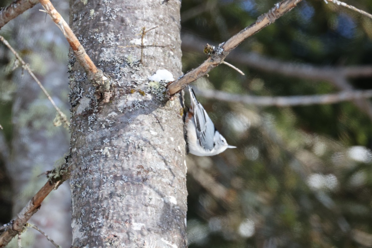 White-breasted Nuthatch - ML646424685