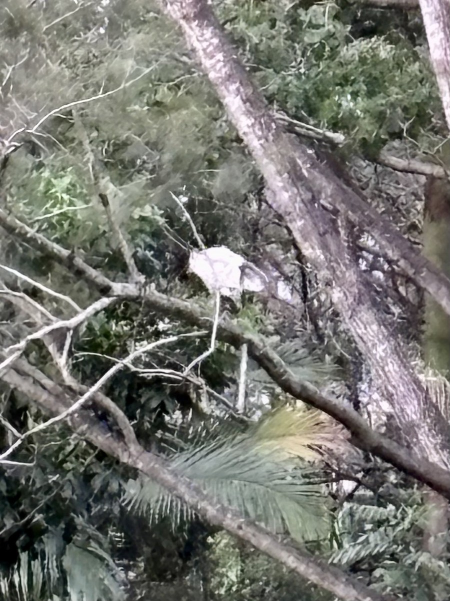 Australian Ibis - ML646424686