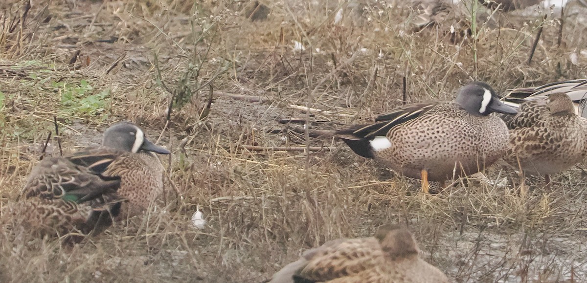 Blue-winged Teal - ML646424687