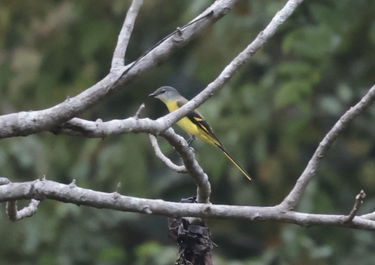 Long-tailed Minivet - ML646424688