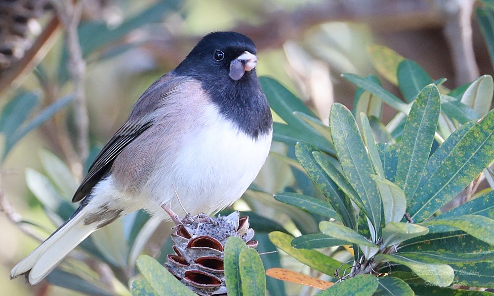 vinterjunko - ML646424689