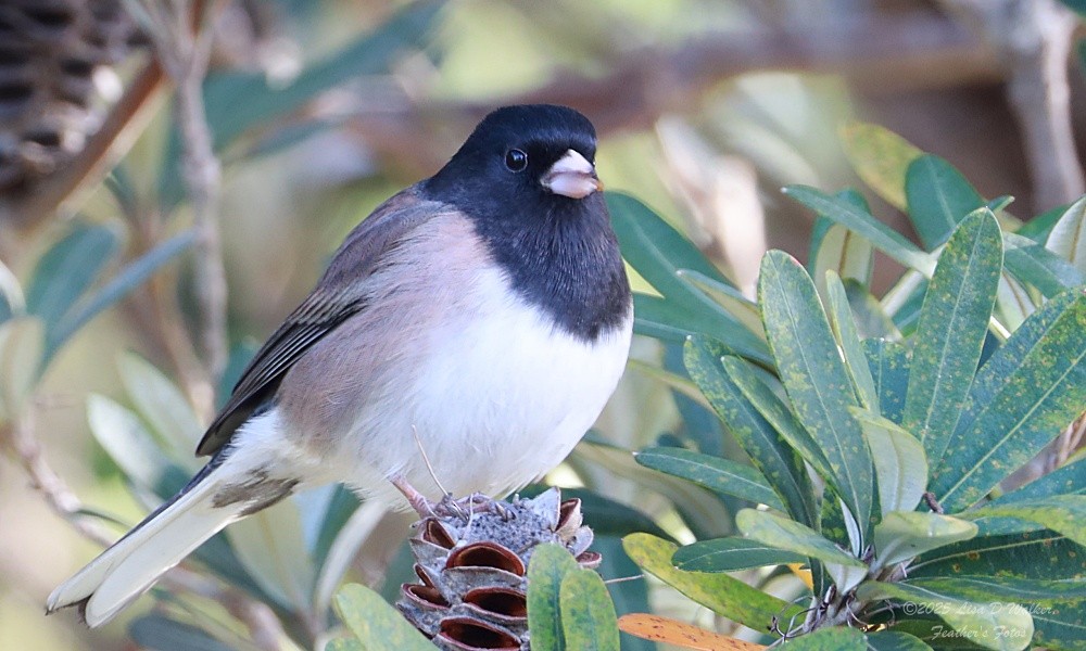 vinterjunko - ML646424690