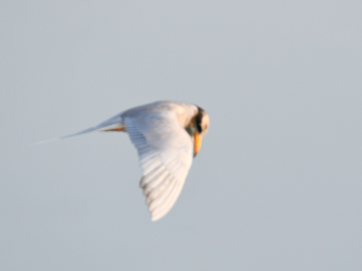 River Tern - ML646424691