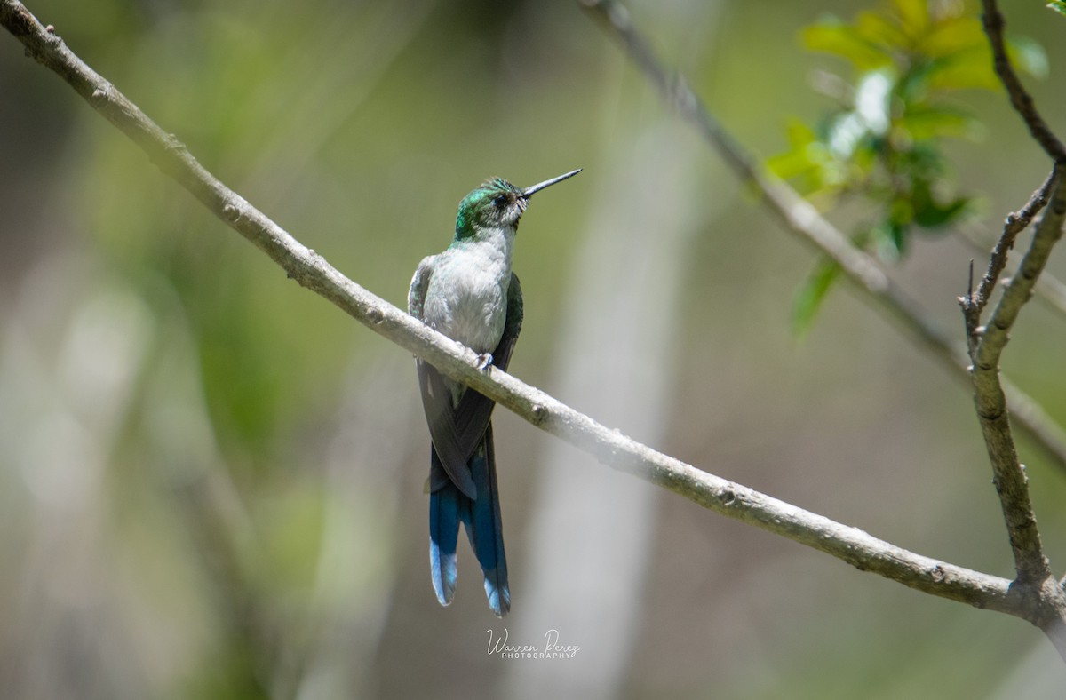 Colibrí Ventrigrís - ML646424692
