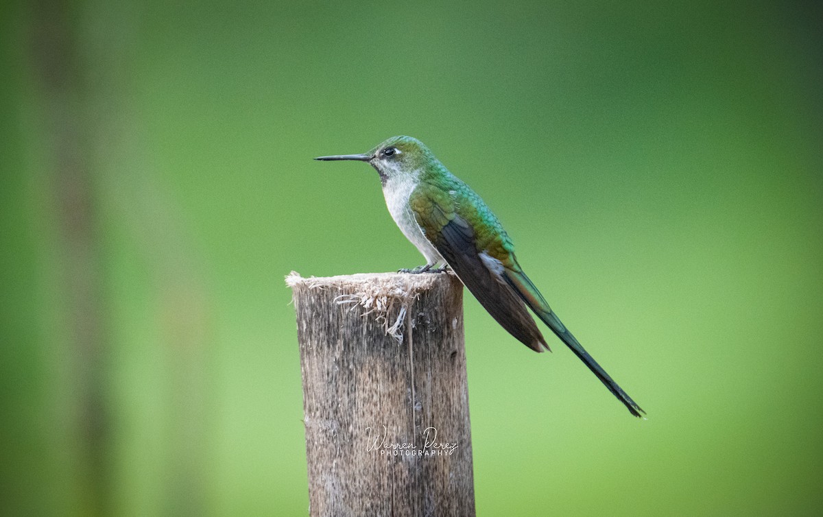 Colibrí Ventrigrís - ML646424693