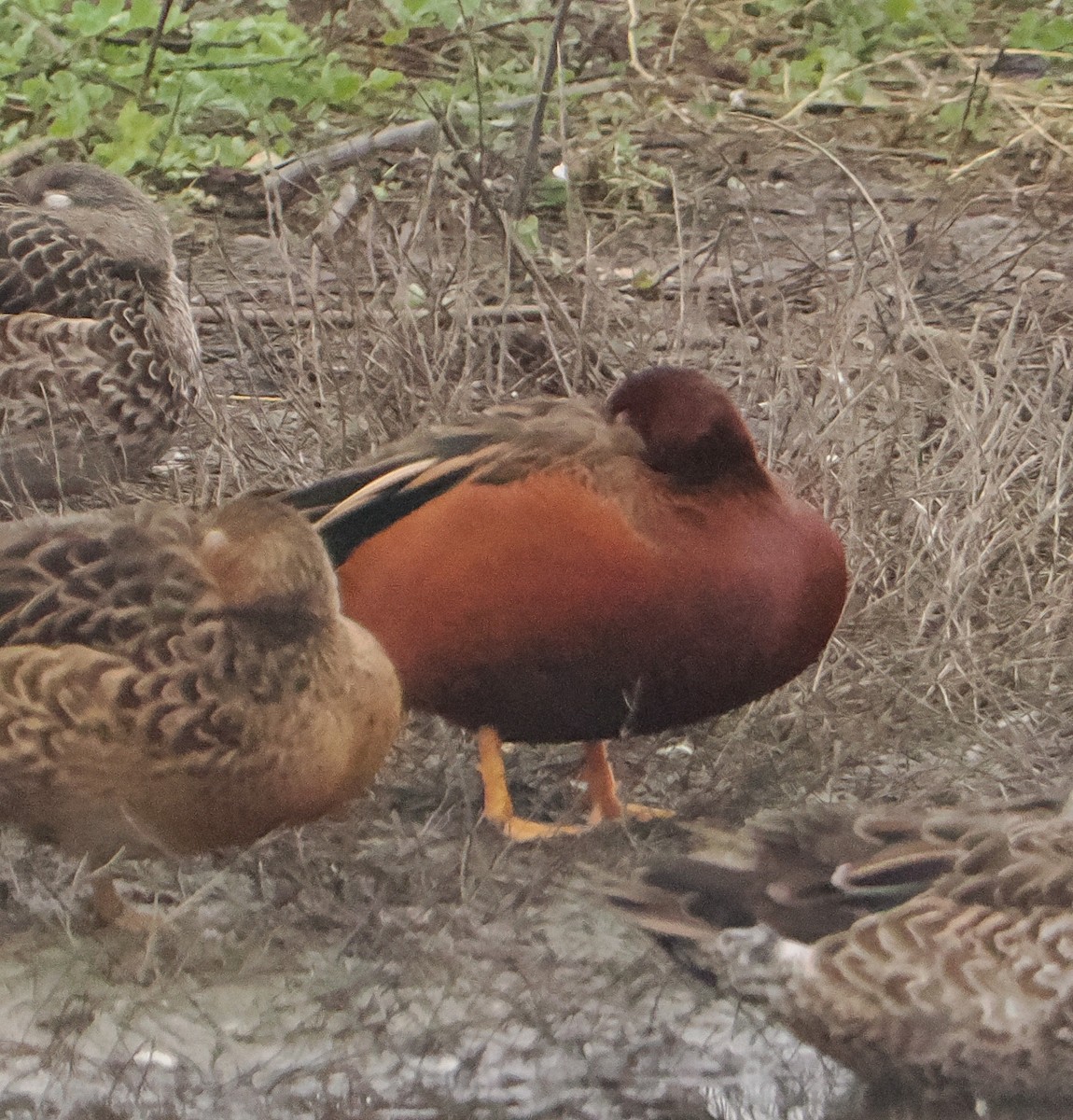 Cinnamon Teal - ML646424694