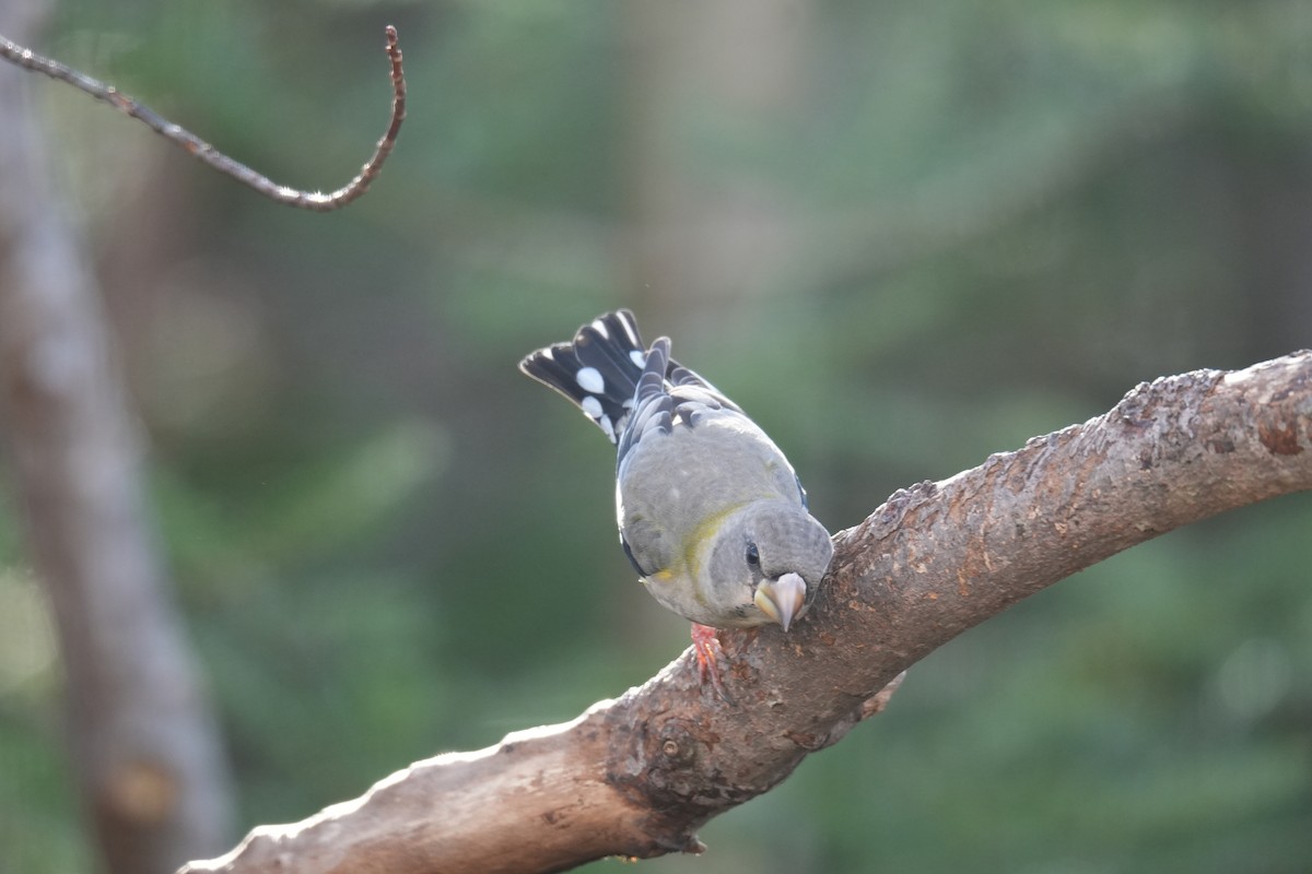 Evening Grosbeak - ML646424695