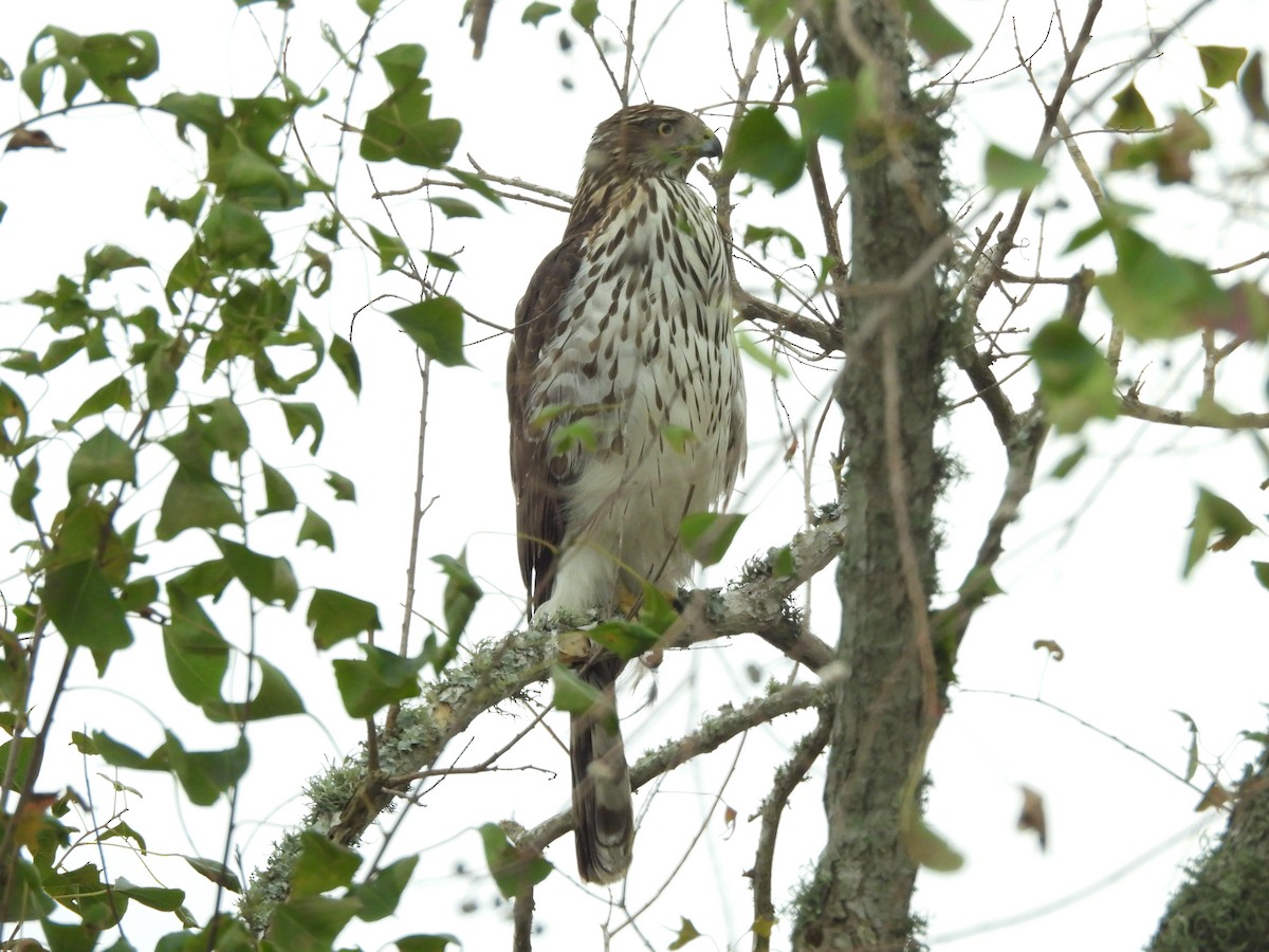 Cooper's Hawk - ML646424702