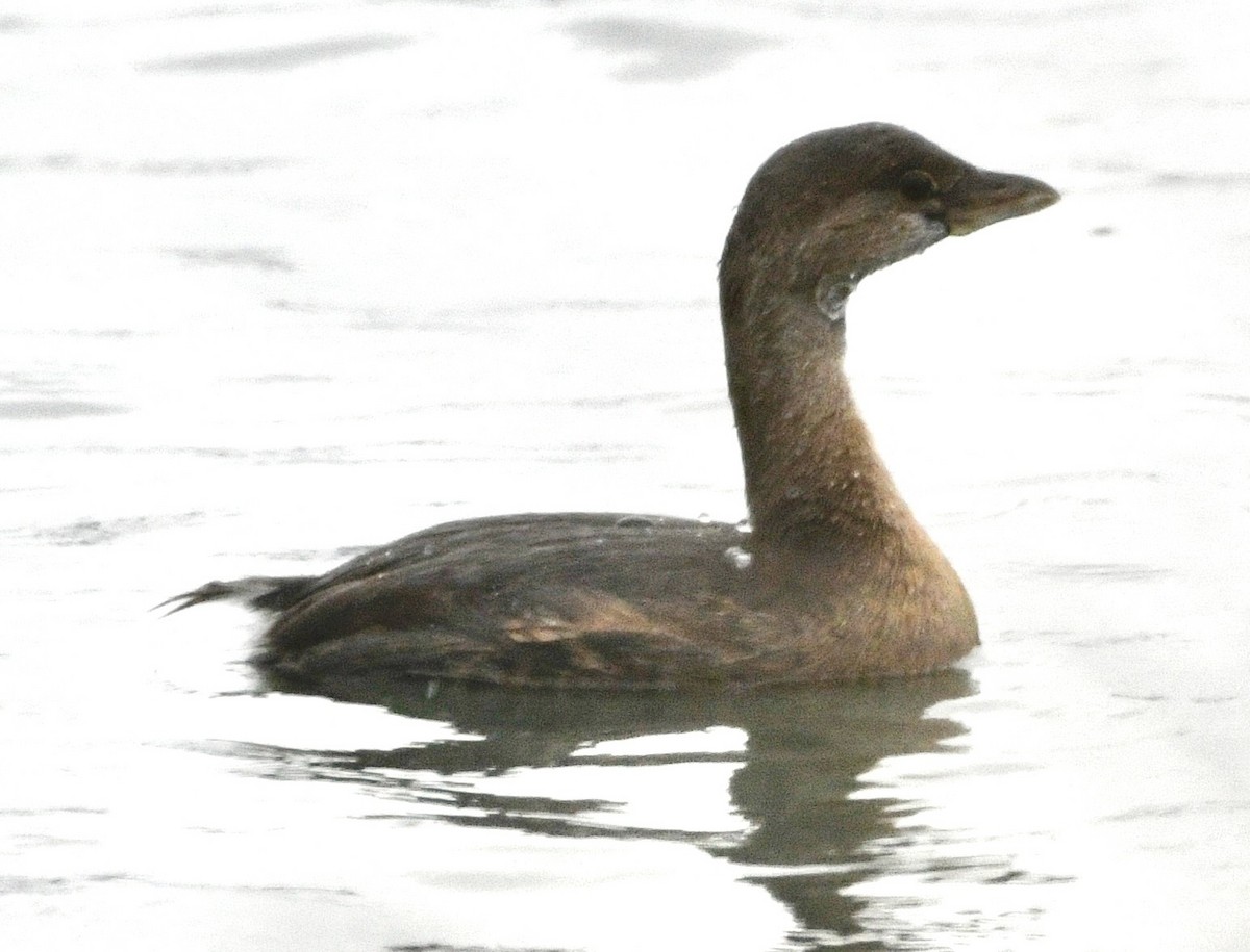 Pied-billed Grebe - ML646424704