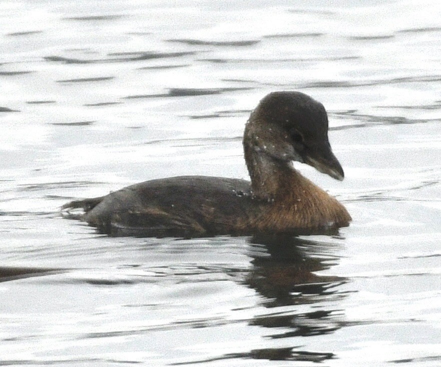 Pied-billed Grebe - ML646424705