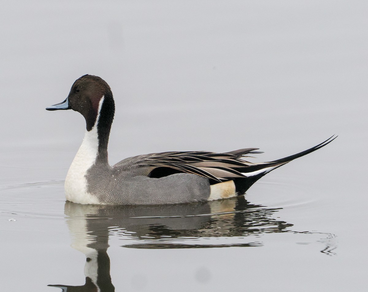Northern Pintail - ML646424706