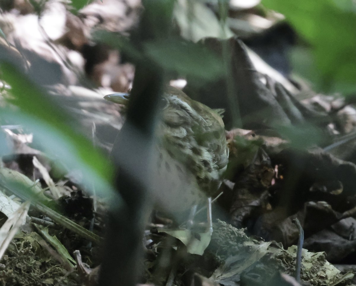 Puff-throated Babbler - ML646424707