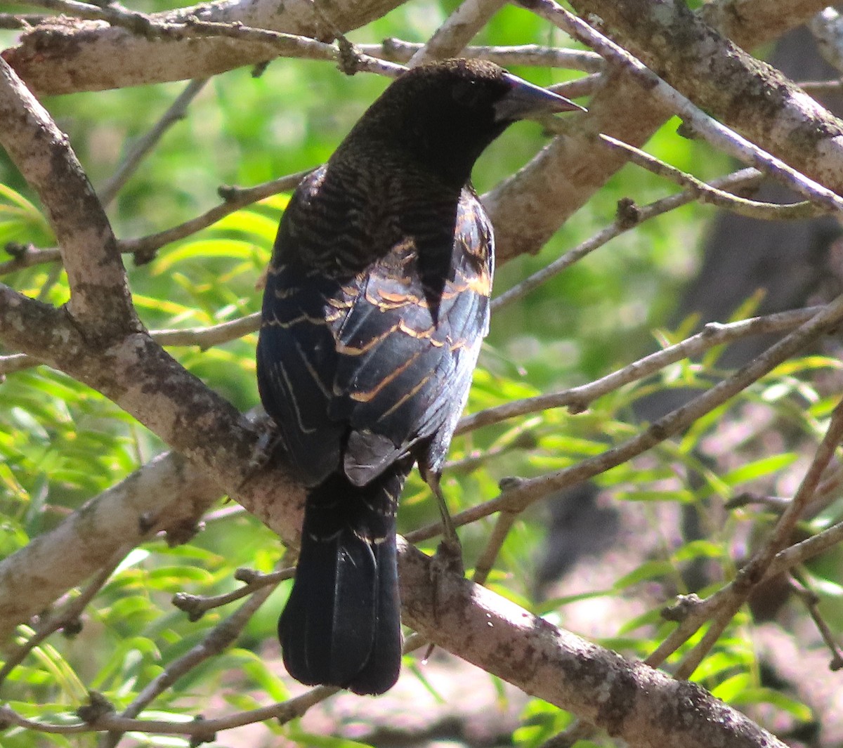 Red-winged Blackbird - ML646424709