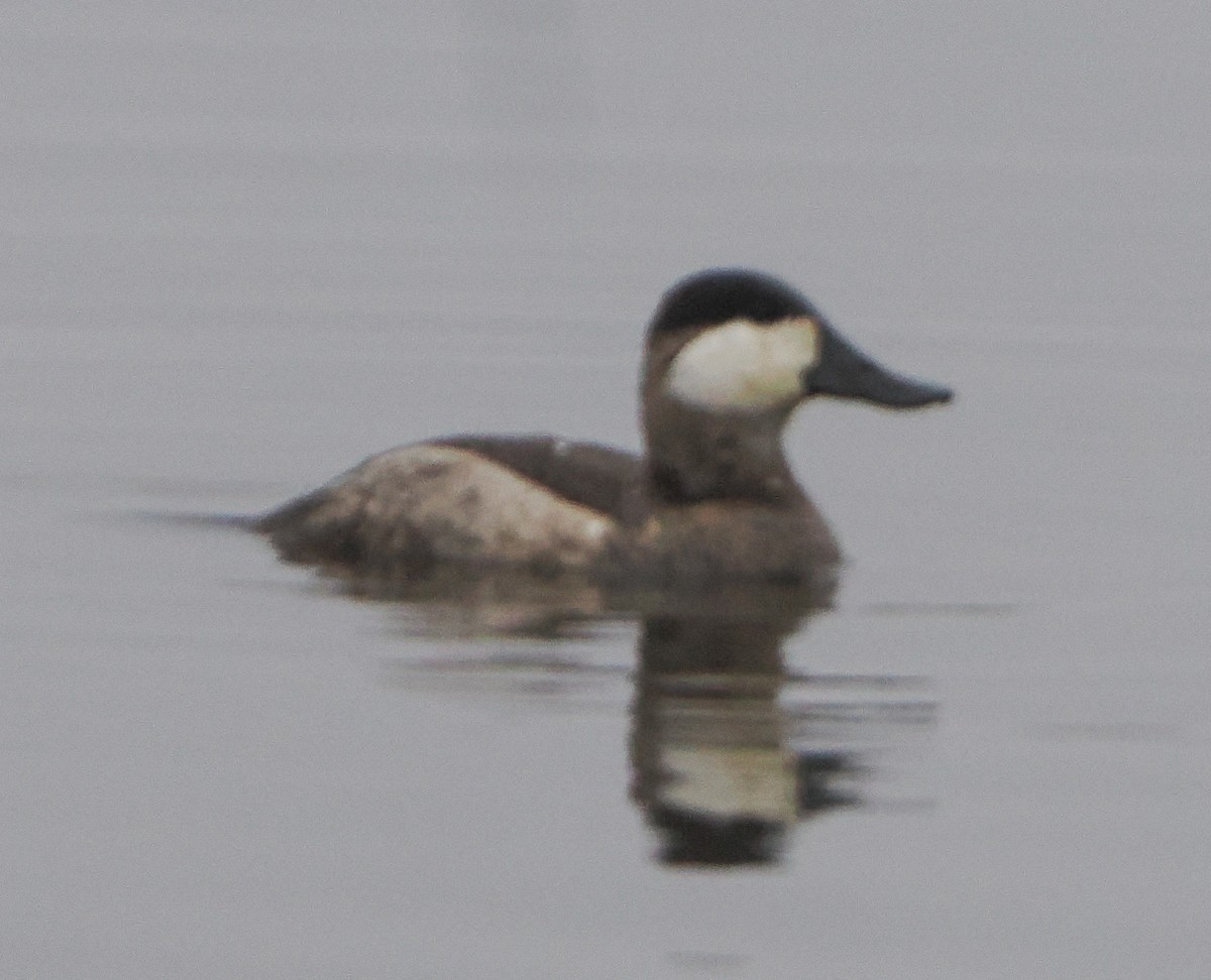 Schwarzkopf-Ruderente - ML646424711