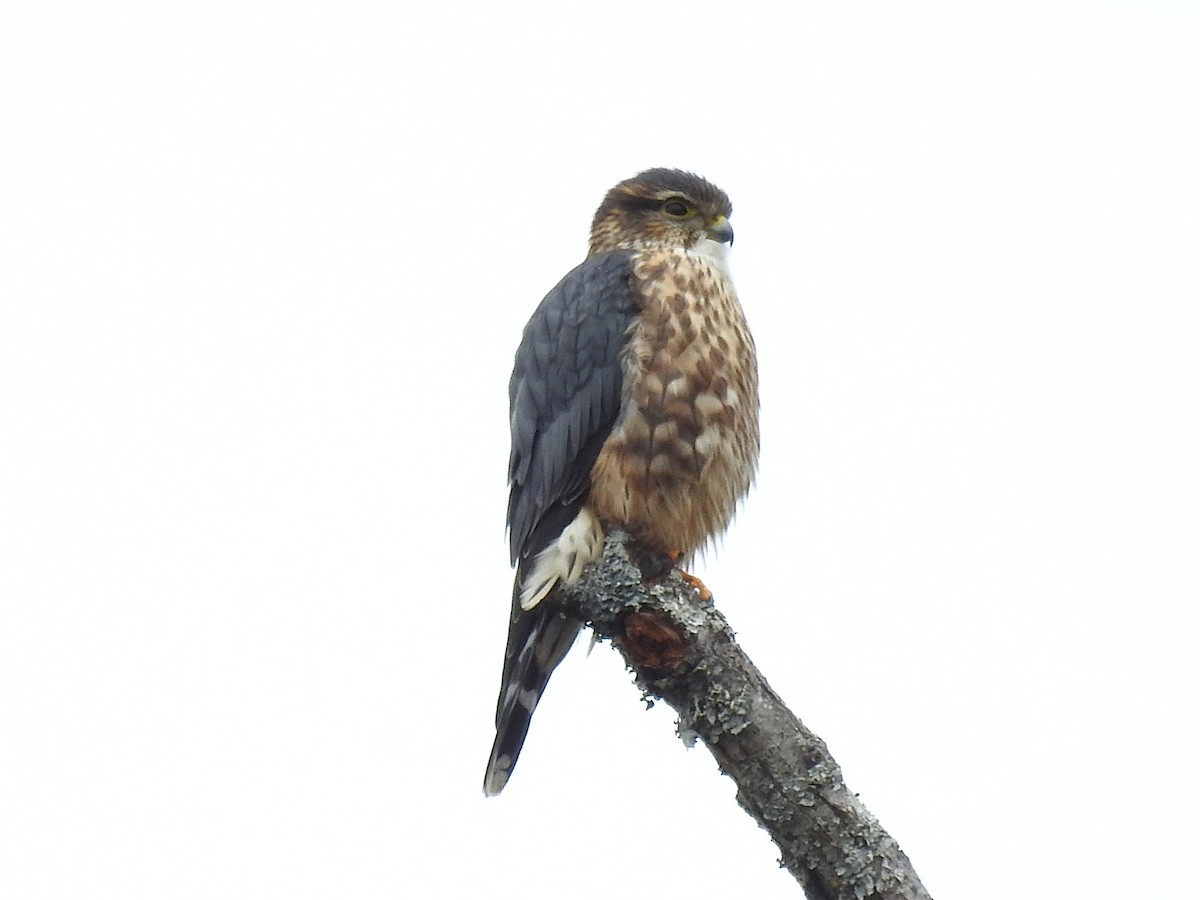 Merlin - ML646424712