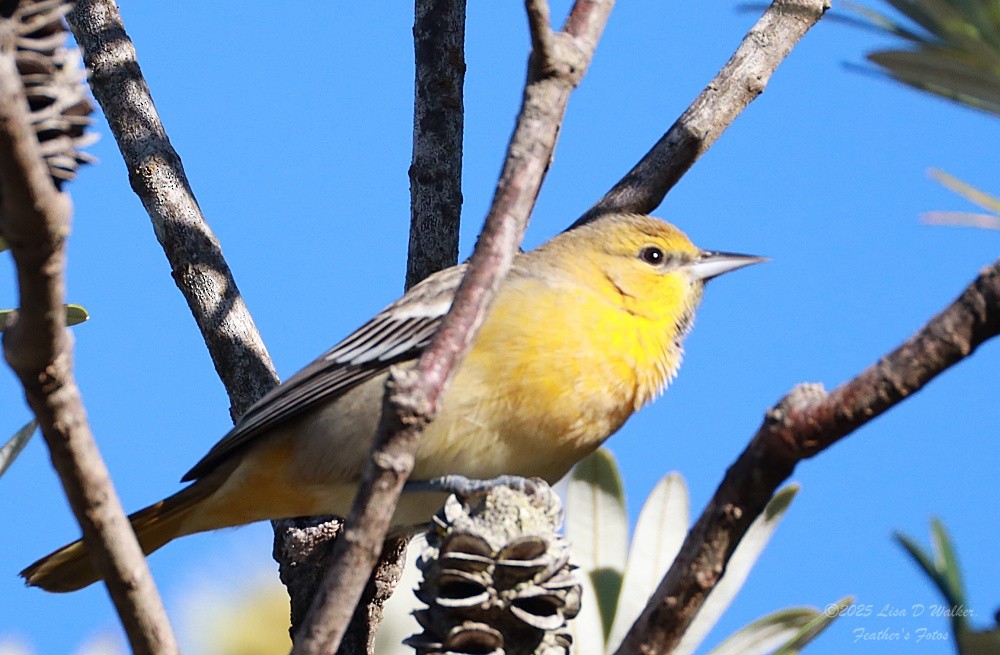 Bullock's Oriole - ML646424713