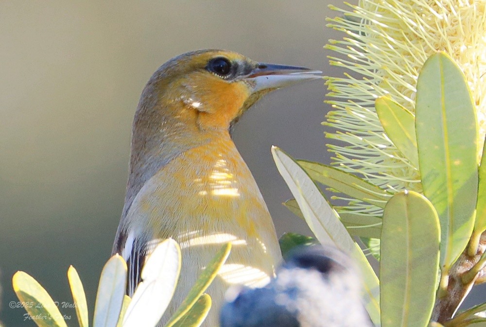 Bullock's Oriole - ML646424714